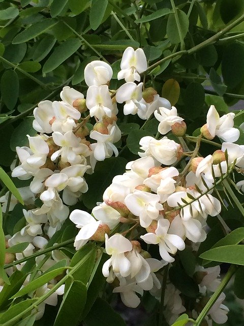 Gratis download Flowers White Flower Panicle - gratis foto of afbeelding om te bewerken met GIMP online afbeeldingseditor