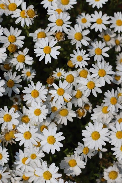 김프 온라인 이미지 편집기로 편집할 수 있는 꽃 흰 꽃 식물 무료 사진 템플릿 무료 다운로드