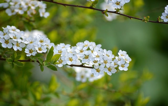 Free download flowers white flowers apple blossom free picture to be edited with GIMP free online image editor