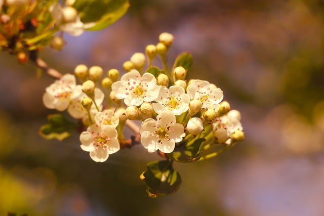 Free download flowers white flowers blossoms free picture to be edited with GIMP free online image editor