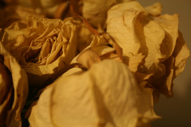Free download flowers white flowers dying white free picture to be edited with GIMP free online image editor
