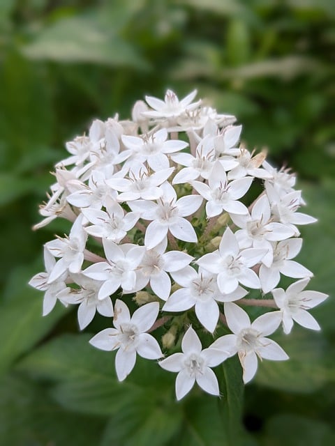 Free download flowers white flowers garden nature free picture to be edited with GIMP free online image editor