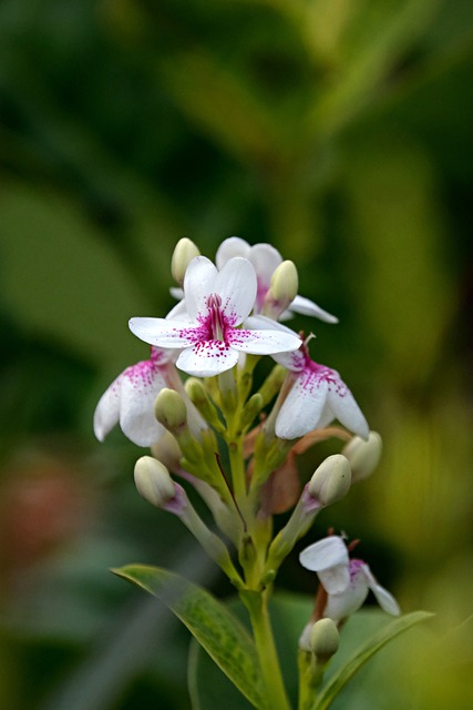 Free download flowers white flowers garden petals free picture to be edited with GIMP free online image editor