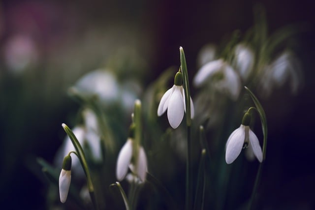 Free download flowers white flowers snowdrops free picture to be edited with GIMP free online image editor