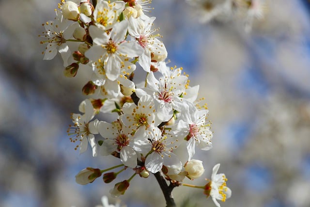 Free download flowers white flowers spring tree free picture to be edited with GIMP free online image editor