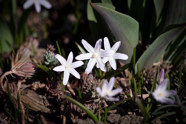 Free download Flowers White Garden Small -  free photo or picture to be edited with GIMP online image editor