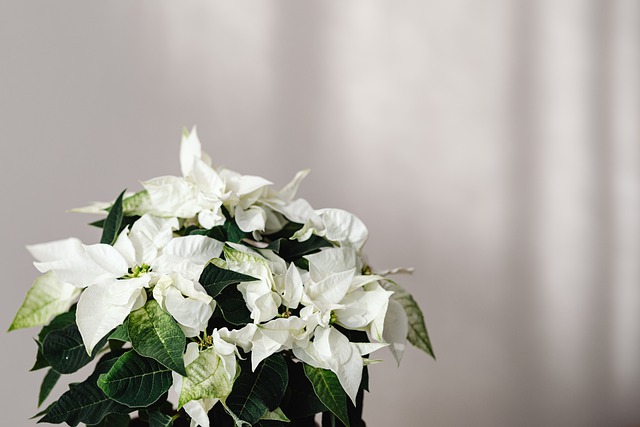 Free download flowers white home decor background free picture to be edited with GIMP free online image editor