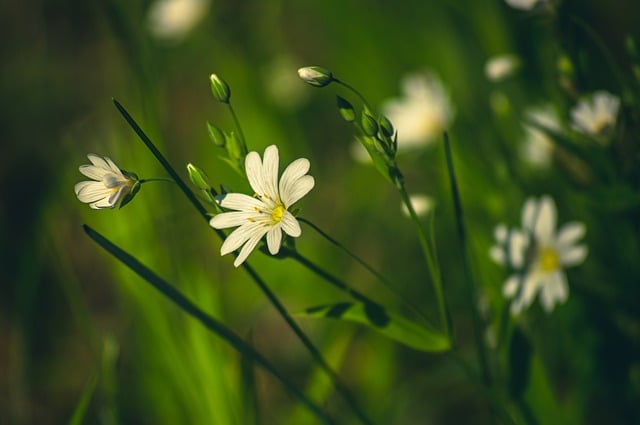 Kostenloser Download von Blumen, weiße Wiese, Feld, Sommer, kostenloses Bild zur Bearbeitung mit dem kostenlosen Online-Bildeditor GIMP