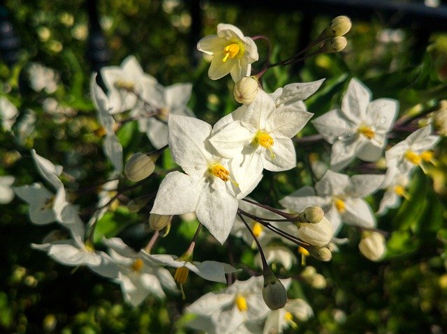 Free download Flowers White Plant -  free photo or picture to be edited with GIMP online image editor