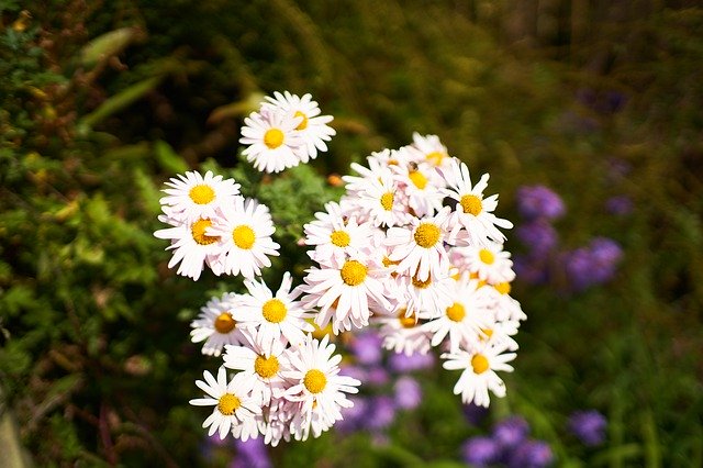 免费下载花白色植物 - 使用 GIMP 在线图像编辑器编辑的免费照片或图片