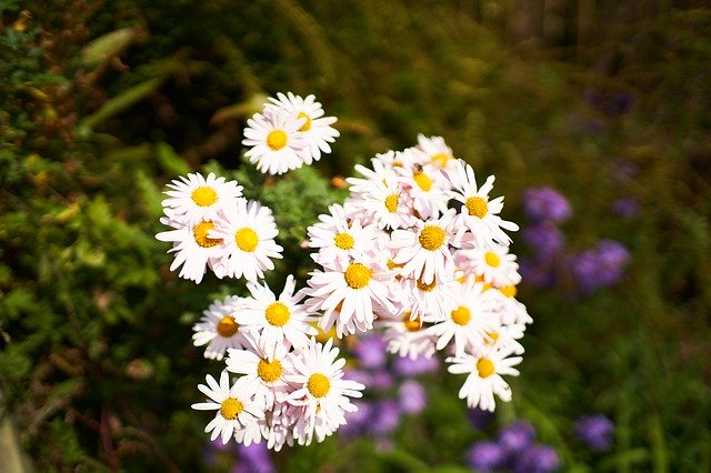 Free download Flowers White Plants -  free photo or picture to be edited with GIMP online image editor