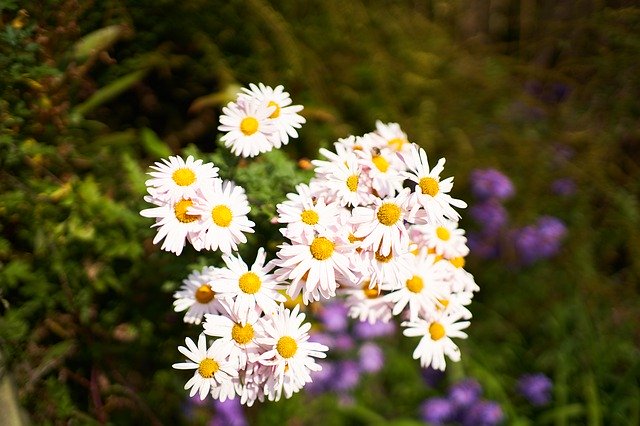 Free download Flowers White Plants -  free photo or picture to be edited with GIMP online image editor