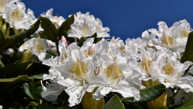ดาวน์โหลดฟรี Flowers White Rhododenron - รูปถ่ายหรือรูปภาพฟรีที่จะแก้ไขด้วยโปรแกรมแก้ไขรูปภาพออนไลน์ GIMP