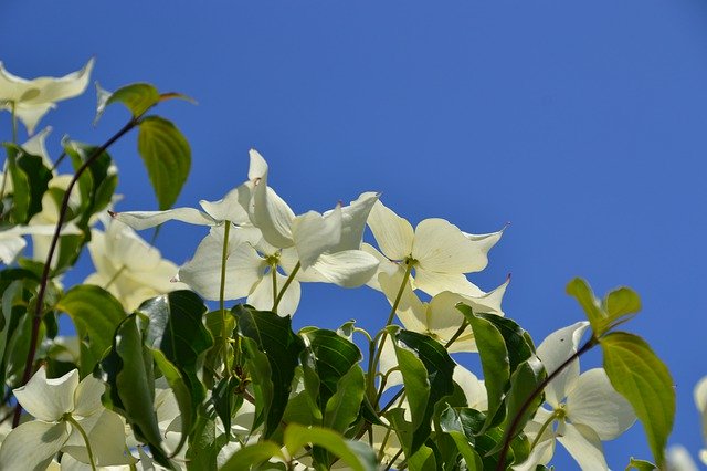 Безкоштовно завантажте Flowers White Sky – безкоштовну фотографію чи зображення для редагування за допомогою онлайн-редактора зображень GIMP