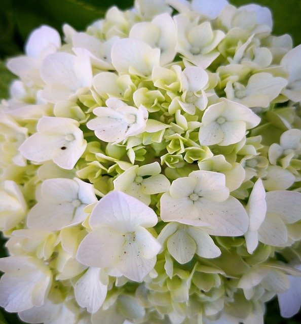 Безкоштовно завантажте Flowers White Spring — безкоштовну фотографію чи зображення для редагування за допомогою онлайн-редактора зображень GIMP