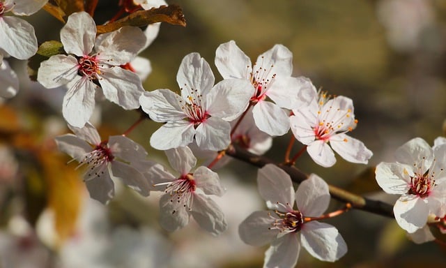 Free download flowers white spring botany bloom free picture to be edited with GIMP free online image editor