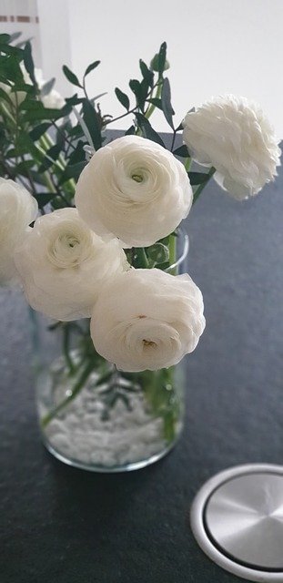 הורדה חינם Flowers White Summer - תמונה או תמונה בחינם לעריכה עם עורך התמונות המקוון GIMP