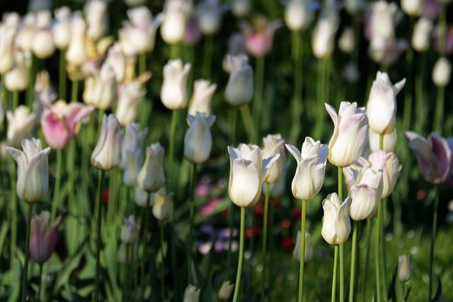 Free download flowers white tulips tulips garden free picture to be edited with GIMP free online image editor
