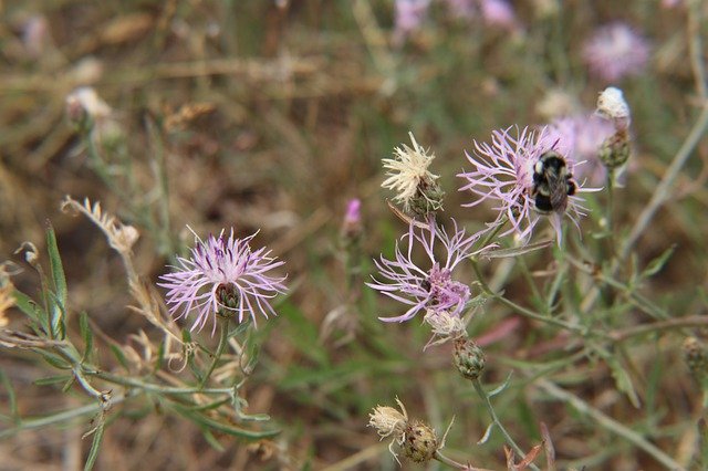 Free download Flowers Wildflowers Bumblebee -  free photo or picture to be edited with GIMP online image editor