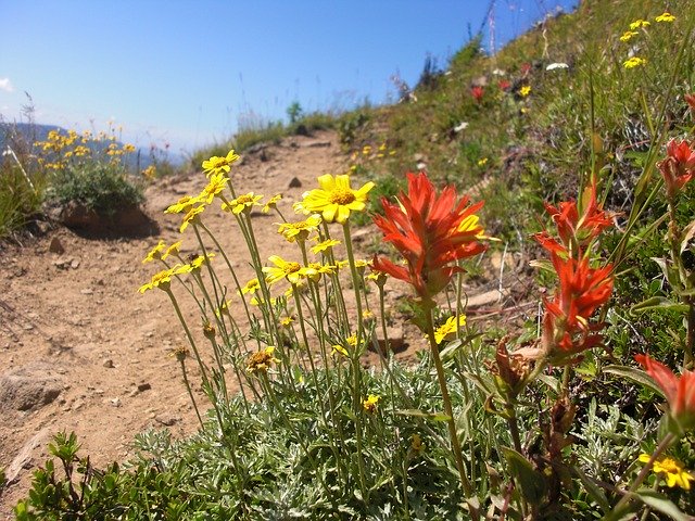 Free download Flowers Wildflowers Mountain -  free photo or picture to be edited with GIMP online image editor