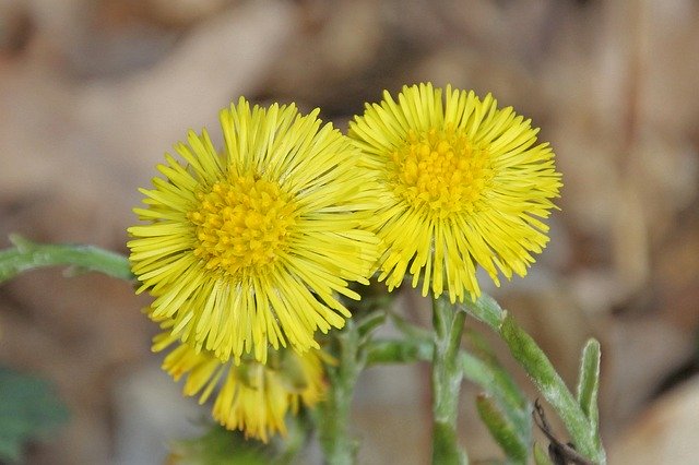 Gratis download Flowers Wildflowers Nature - gratis foto of afbeelding om te bewerken met GIMP online afbeeldingseditor