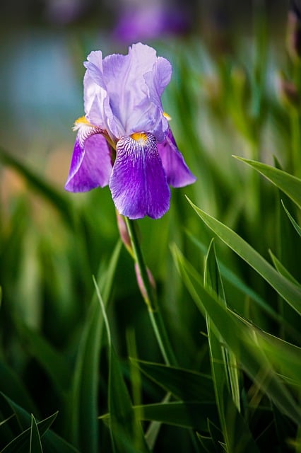 Free download flowers wildflowers purple lilies free picture to be edited with GIMP free online image editor