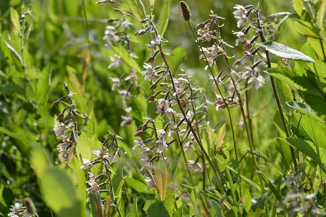 Free download Flowers Wild Orchid Summer -  free photo or picture to be edited with GIMP online image editor