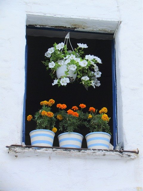 Download gratuito Flowers Window Vaso da fiori - foto o immagine gratuita da modificare con l'editor di immagini online di GIMP