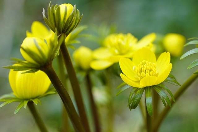 Free download flowers winter aconites aconites free picture to be edited with GIMP free online image editor