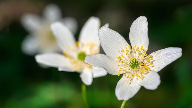 Free download flowers wood anemones anemone free picture to be edited with GIMP free online image editor