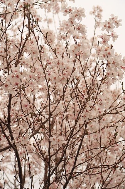Download gratuito Flowers Wood Branch Cherry - foto o immagine gratuita da modificare con l'editor di immagini online di GIMP