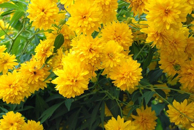 Free download Flowers Yellow free photo template to be edited with GIMP online image editor