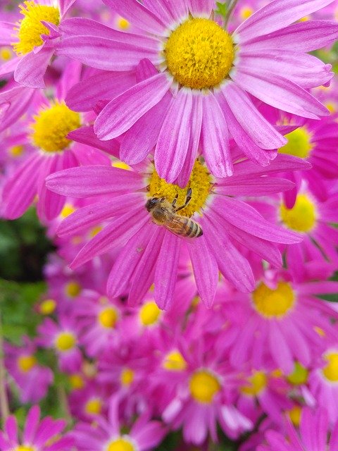 Téléchargement gratuit de Fleurs d'automne jaune - photo ou image gratuite à éditer avec l'éditeur d'images en ligne GIMP