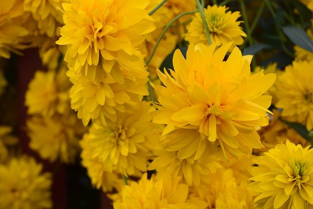 הורדה חינם Flowers Yellow Beauty - תמונה או תמונה בחינם לעריכה עם עורך התמונות המקוון GIMP