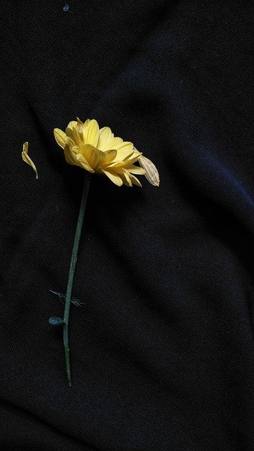 Muat turun percuma Flowers Yellow Black - foto atau gambar percuma untuk diedit dengan editor imej dalam talian GIMP