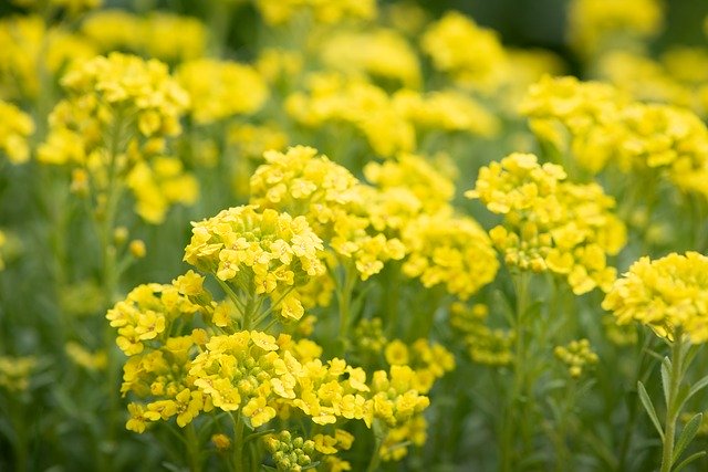 Gratis download Flowers Yellow Cushion - gratis foto of afbeelding om te bewerken met GIMP online afbeeldingseditor