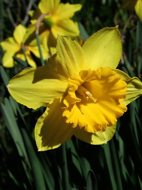 Free download Flowers Yellow Daffodils -  free photo or picture to be edited with GIMP online image editor