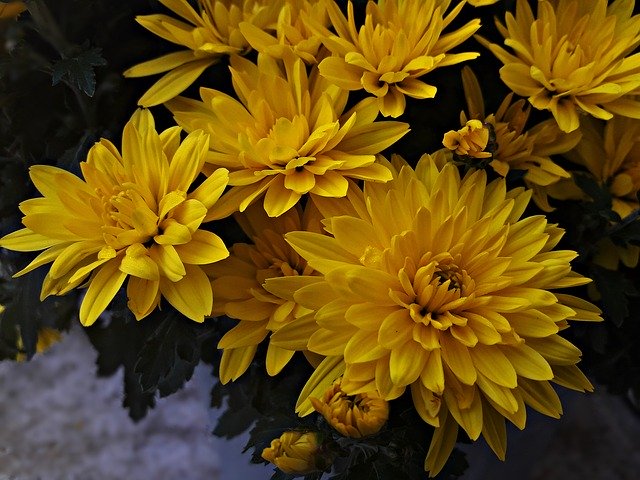 Kostenloser Download Flowers Yellow Flower - kostenloses Foto oder Bild zur Bearbeitung mit GIMP Online-Bildbearbeitung