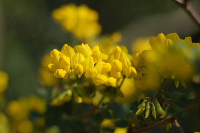Free download flowers yellow flowers bird s foot free picture to be edited with GIMP free online image editor