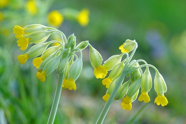 Free download flowers yellow flowers blossoms free picture to be edited with GIMP free online image editor