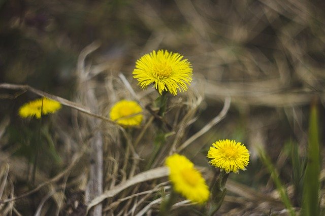 Free picture Flowers Yellow Grass -  to be edited by GIMP free image editor by OffiDocs