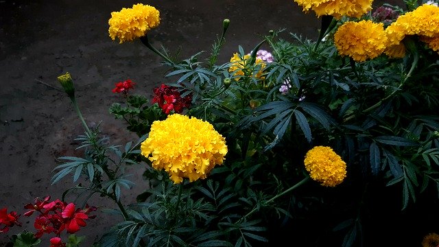 تنزيل Flowers Yellow Natural مجانًا - صورة مجانية أو صورة ليتم تحريرها باستخدام محرر الصور عبر الإنترنت GIMP