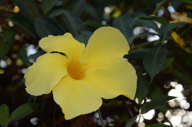 Free download Flowers Yellow Nature free photo template to be edited with GIMP online image editor