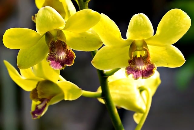 Free download flowers yellow orchid dendrobium free picture to be edited with GIMP free online image editor