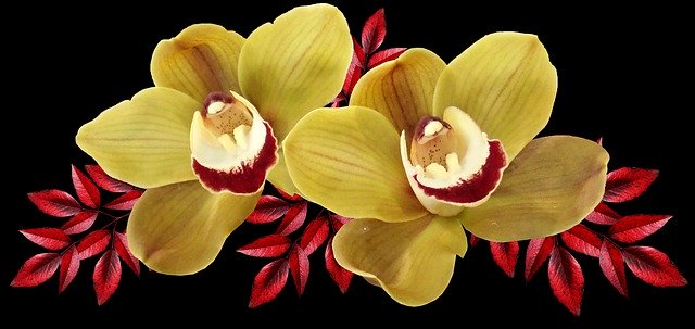 Template Photo Flowers Yellow Orchids Autumn -  for OffiDocs