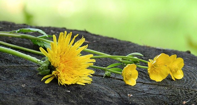 Free download Flowers Yellow Plants -  free photo or picture to be edited with GIMP online image editor