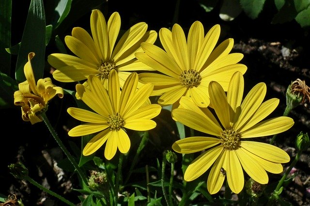 ดาวน์โหลดฟรี Flowers Yellow Summer - รูปถ่ายหรือรูปภาพฟรีที่จะแก้ไขด้วยโปรแกรมแก้ไขรูปภาพออนไลน์ GIMP