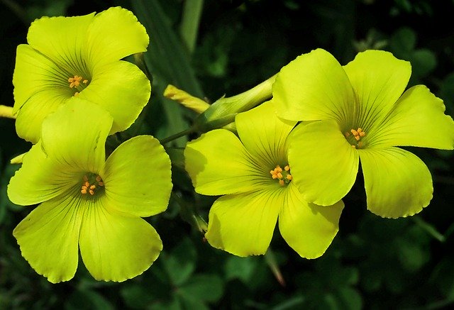 Unduh gratis Flowers Yellow Weed - foto atau gambar gratis untuk diedit dengan editor gambar online GIMP