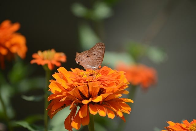 Free graphic flowers zinnia butterfly insect to be edited by GIMP free image editor by OffiDocs