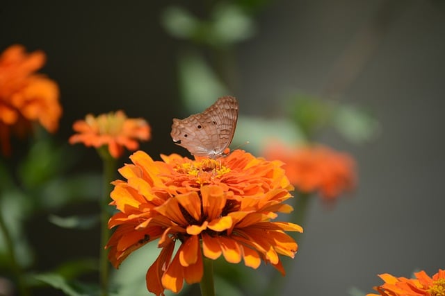 Téléchargement gratuit d'une photo gratuite de fleurs zinnia papillon insecte à modifier avec l'éditeur d'images en ligne gratuit GIMP